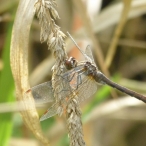 female White-faced Meadowhawk - brown dragonfly (Sympetrum obtrusum)