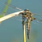 Four-spotted Skimmer 