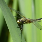 Four-spotted Skimmer - brown dragonfly