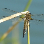 Four-spotted Skimmer dragonfly