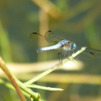 Blue Dasher Skimmer, Pachydiplax longipennis