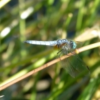 Blue Dasher dragonfly, Pachydiplax longipennis