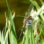 immature male Dot-tailed Whiteface dragonfly