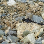 male Black Meadowhawk dragonfly