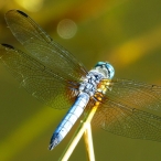 male Blue Dasher