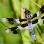 male eight-spotted Skimmer dragonfly @ Green Timbers