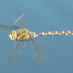 male Paddle-tailed Darner dragonfly
