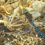 male Variable Darner dragonfly