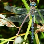 male Variable Darner Dragonfly