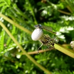 Pacific Forktail on a spent dandelion