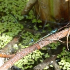 Pacific Forktails mating