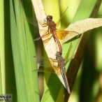 red dragonflies mating - Band-winged Meadowhawks