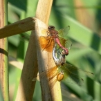 red dragonflies mating - Band-winged Meadowhawks, & Multicolored Asian Lady Beetle