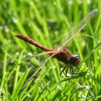 red dragonfly - male Cherry-faced Meadowhawk