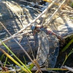 female Shadow Darner dragonfly - ovipositing (Aeshna umbrosa)