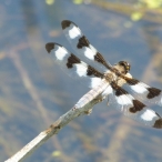 male Twelve-spotted Skimmer dragonfly