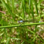 young Pacific Forktail damselfy, Ischnura cervula