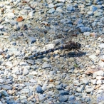 Zigzag Darner Dragonfly