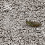 green Grasshopper