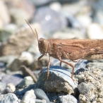 brown grasshopper - Carolina Locust (Dissosteira carolina)