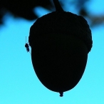 Mosquito & Acorn silhouette